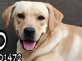 Jual Labrador Retriever Male & Female