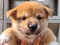 Available 2 Male Red Shiba Puppy 
