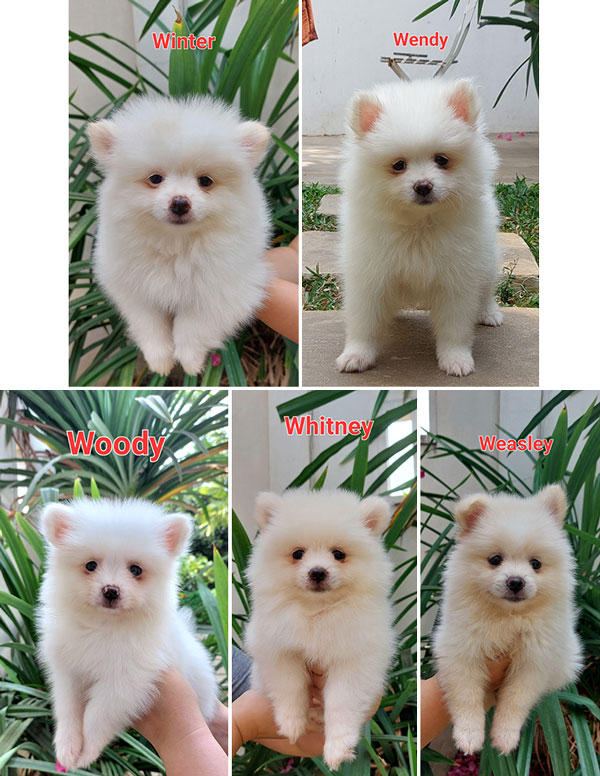 Dijual Anjing Minipom Putih Cakep Murah