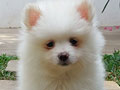 Dijual Anjing Minipom Putih Cakep Murah