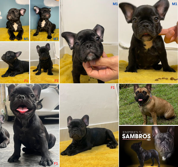 French Bulldog Puppy