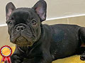 French Bulldog Puppy