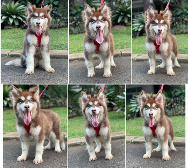 For Sale Puppy Female Alaskan Malamute