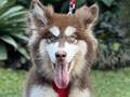 For Sale Puppy Female Alaskan Malamute