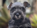 For Sale Puppy Female Miniture Schnauzer