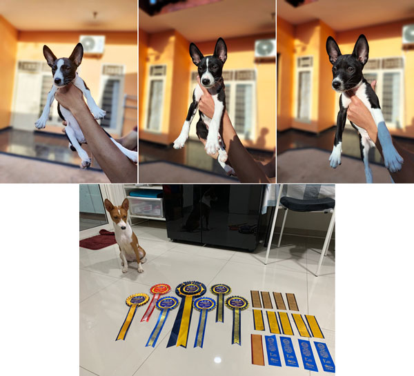 Puppy Basenji Super Pet Quality