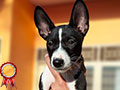 Puppy Basenji Super Pet Quality