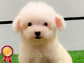 Tiny Poodle White Male