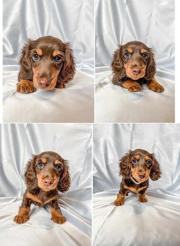 Available Pure Longhair Dachshund Brown & Tan