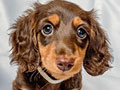 Available Pure Longhair Dachshund Brown & Tan