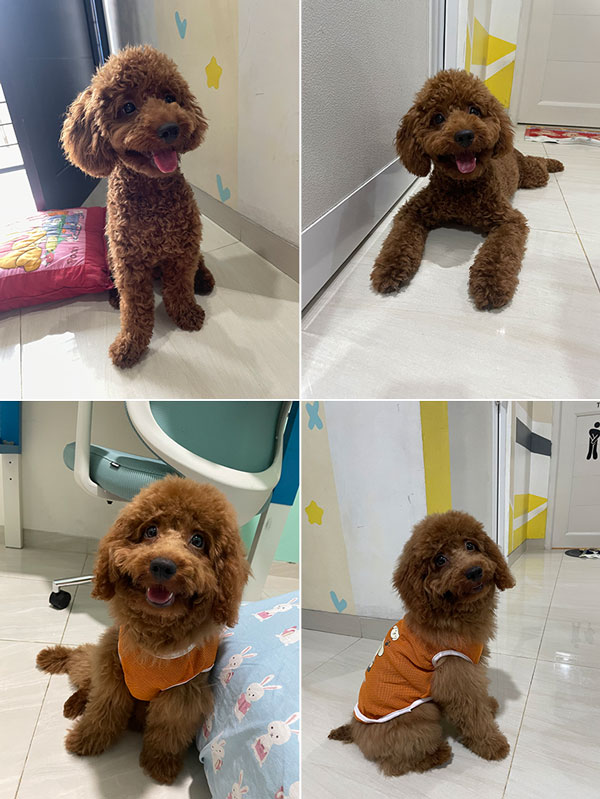 Red Toy Poodle Jantan