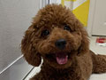 Red Toy Poodle Jantan