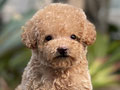 For Sale Teacup Apricot & Silver Toy Poodle