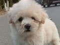 Dijual 4 Ekor Anakan Toy Poodle