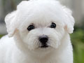 For Sale Puppy Mini Male Bichon Frise