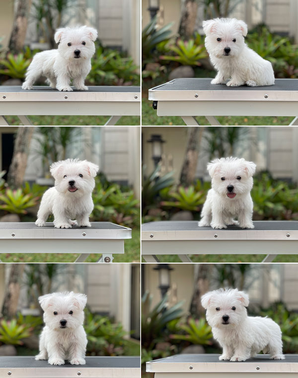 For Sale Puppy Male West Highland Terrier