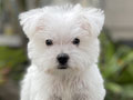 For Sale Puppy Male West Highland Terrier