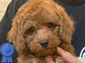 Dijual Anakan Red Toy Poodle 