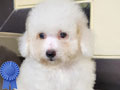 Dijual Anakan Poodle Jantan & Betina
