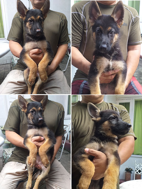 Jual Herder Jantan & Betina