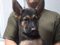 Jual Herder Jantan & Betina