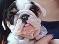 Exclusive Black Tricolor English Bulldog Puppy