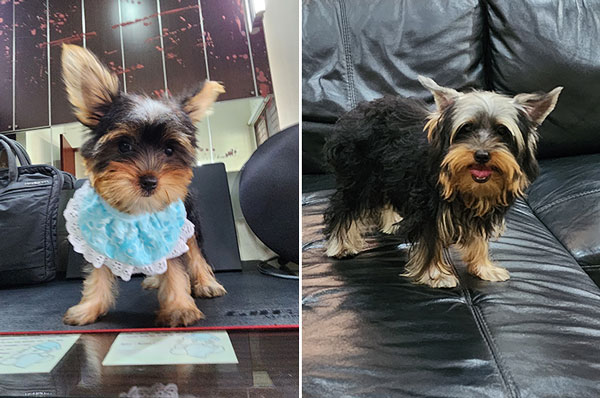 Jual 2 Ekor Anakan Yorkshire Terrier