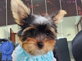 Jual 2 Ekor Anakan Yorkshire Terrier