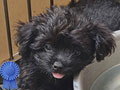 Jual Anjing Poodle Jantan & Betina