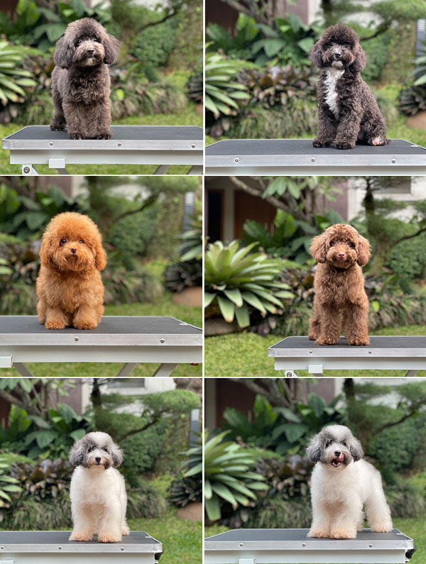For Sale Puppy Teacup and Tiny Toy Poodle
