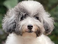 For Sale Puppy Teacup and Tiny Toy Poodle