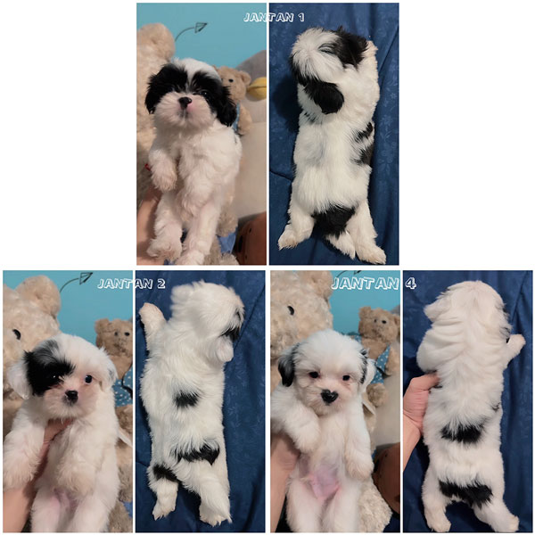 Jual Mini Shih Tzu Jantan