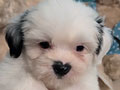 Jual Mini Shih Tzu Jantan