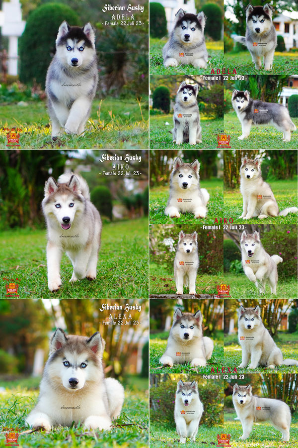 Baby Betina Siberian Husky Super Pet Quality