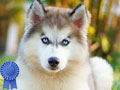 Baby Betina Siberian Husky Super Pet Quality