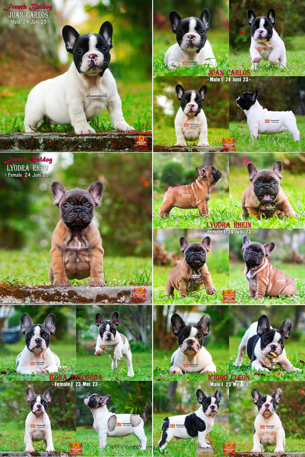 Baby French Buldog Very Cute & Super High Quality 