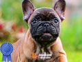 Baby French Buldog Very Cute & Super High Quality 