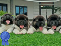American Akita Puppies