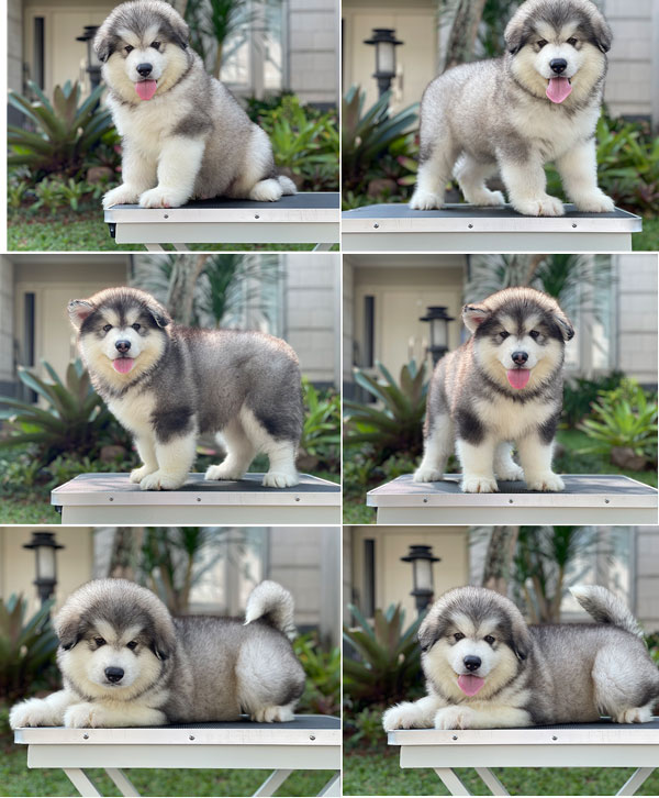 For Sale Puppy Alaskan Malamute