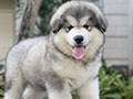 For Sale Puppy Alaskan Malamute