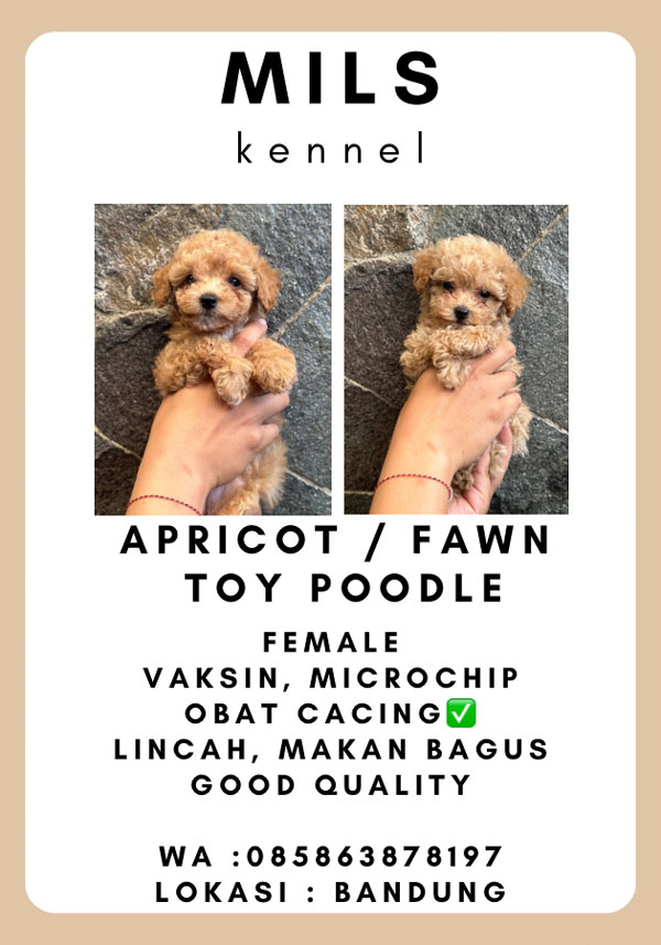 Apricot Fawn Toy Poodle Female 