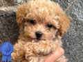 Apricot Fawn Toy Poodle Female 