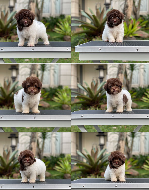 For Sale Puppy Tiny Male Parti Toy Poodle