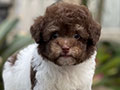 For Sale Puppy Tiny Male Parti Toy Poodle