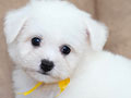 Mini Bichon Frise Puppy White Super Glamour