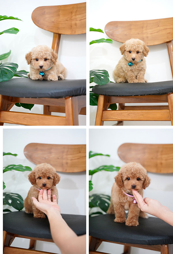 Red Apricot Tiny Toy Poodle Puppy Bulu Glamour