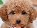 Red Apricot Tiny Toy Poodle Puppy Bulu Glamour