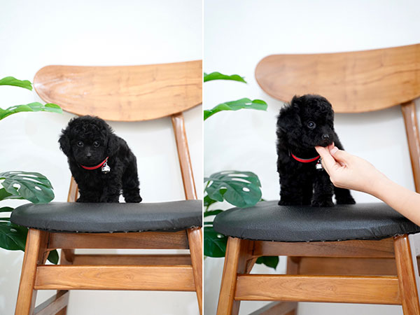 Black Solid Tiny Toy Poodle Puppy Super Cute