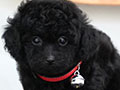 Black Solid Tiny Toy Poodle Puppy Super Cute
