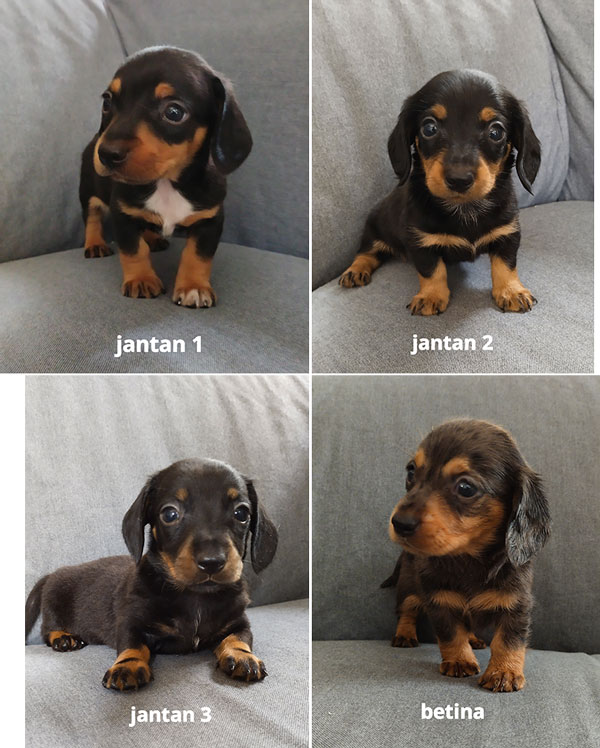 Jual Anak Anjing Tekel Murah
